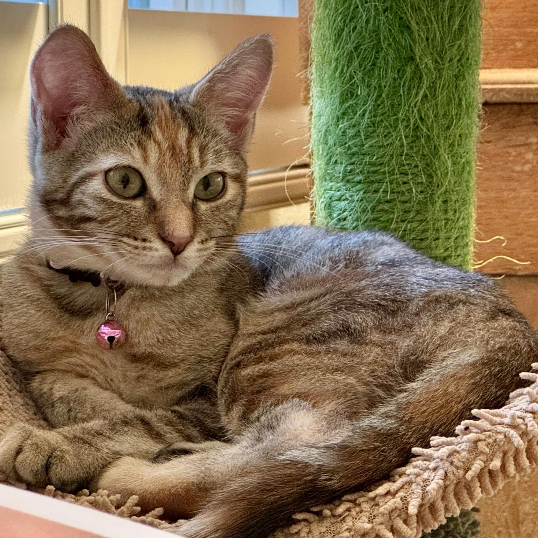 Lottie (bonded with Rafferty), Adoptable, Kitten Female Domestic Short Hair.