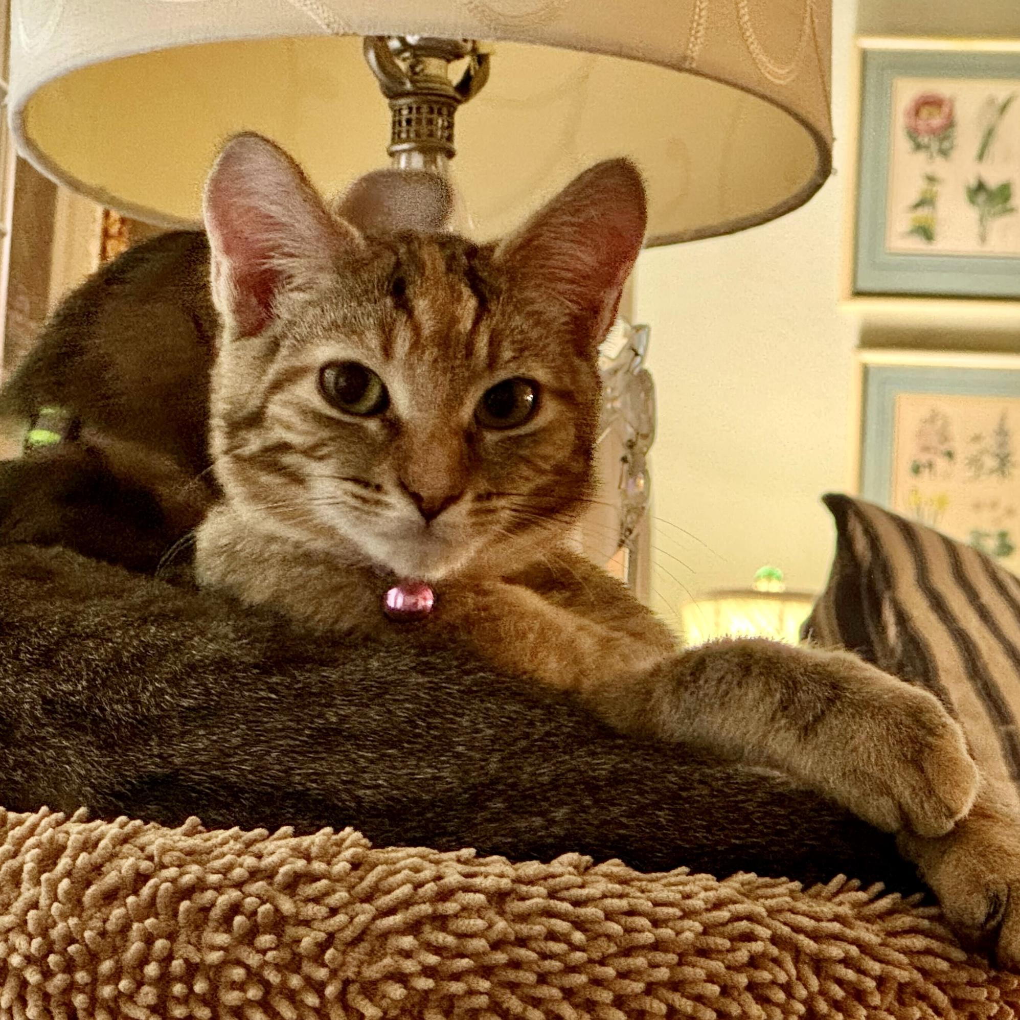 Enlarge Lottie (bonded with Rafferty), a Adoptable Domestic Short Hair in Wilsonville, OR image 2/6