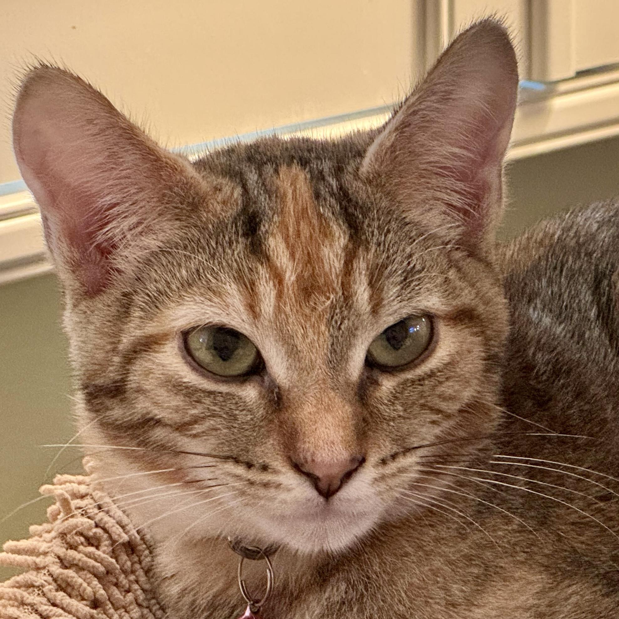 Enlarge Lottie (bonded with Rafferty), a Adoptable Domestic Short Hair in Wilsonville, OR image 3/6