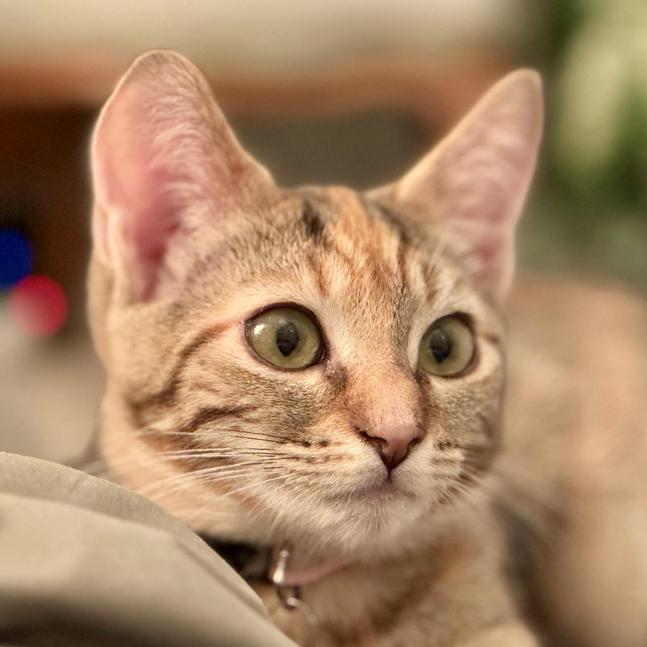 Enlarge Lottie (bonded with Rafferty), a Adoptable Domestic Short Hair in Wilsonville, OR image 4/6