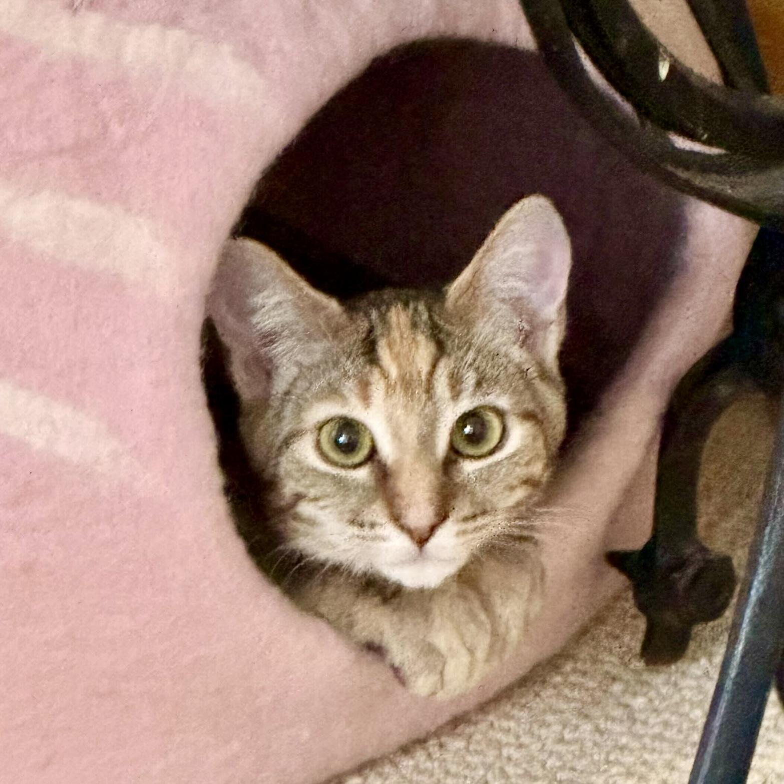 Enlarge Lottie (bonded with Rafferty), a Adoptable Domestic Short Hair in Wilsonville, OR image 5/6