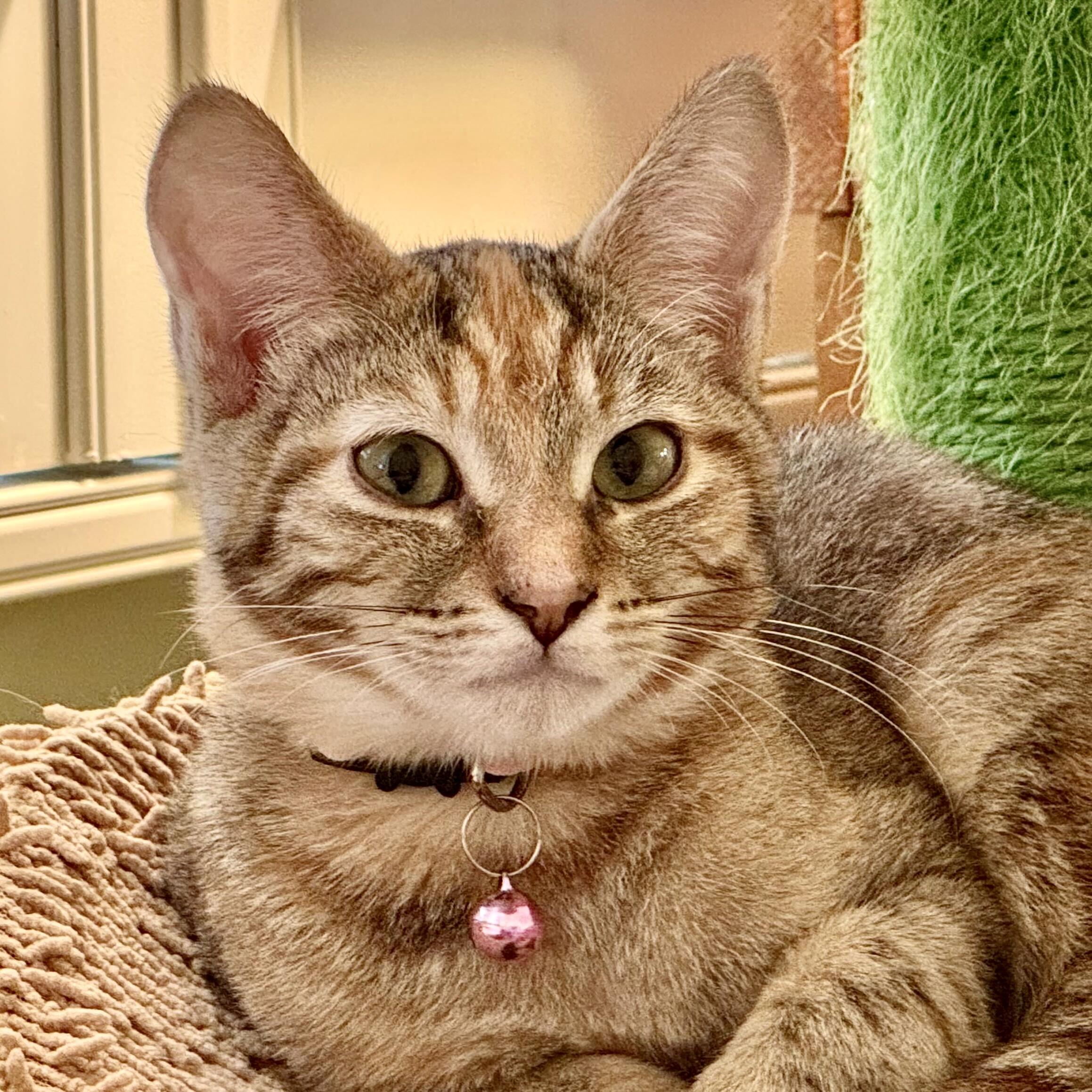 Enlarge Lottie (bonded with Rafferty), a Adoptable Domestic Short Hair in Wilsonville, OR image 6/6