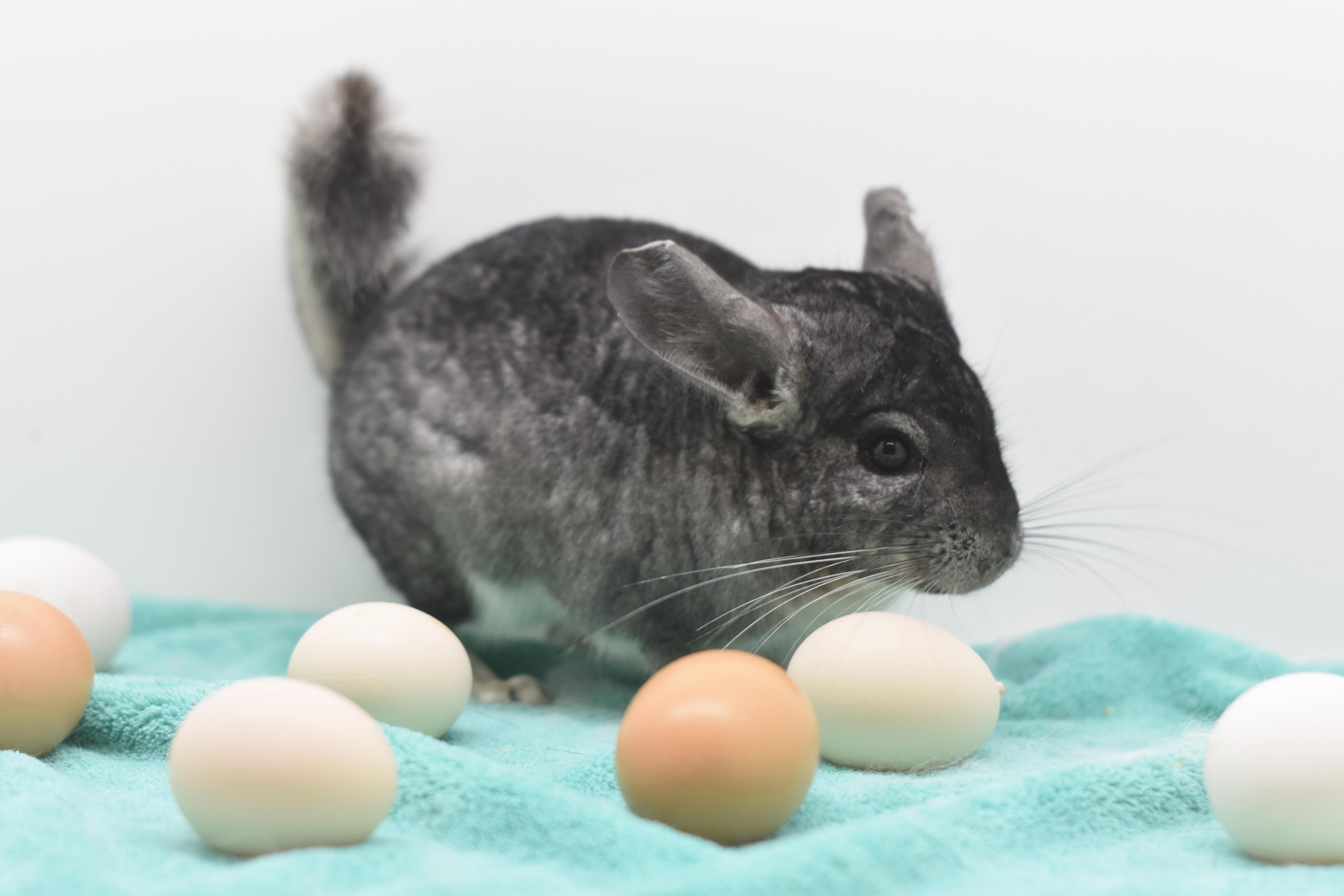Enlarge Slate & Smoke, an adopted Chinchilla in Wolcott, IN image 3/5