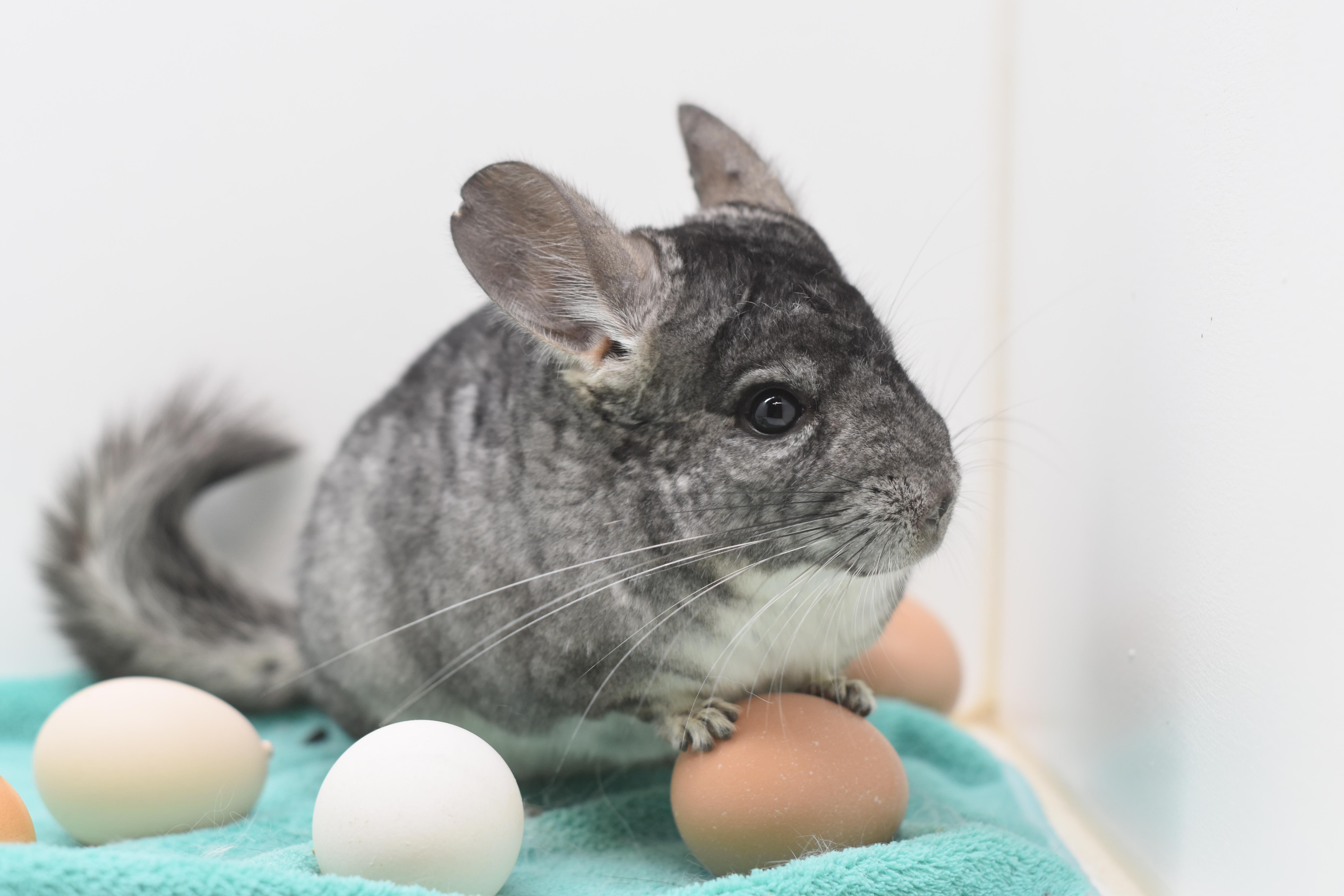 Enlarge Slate & Smoke, an adopted Chinchilla in Wolcott, IN image 5/5