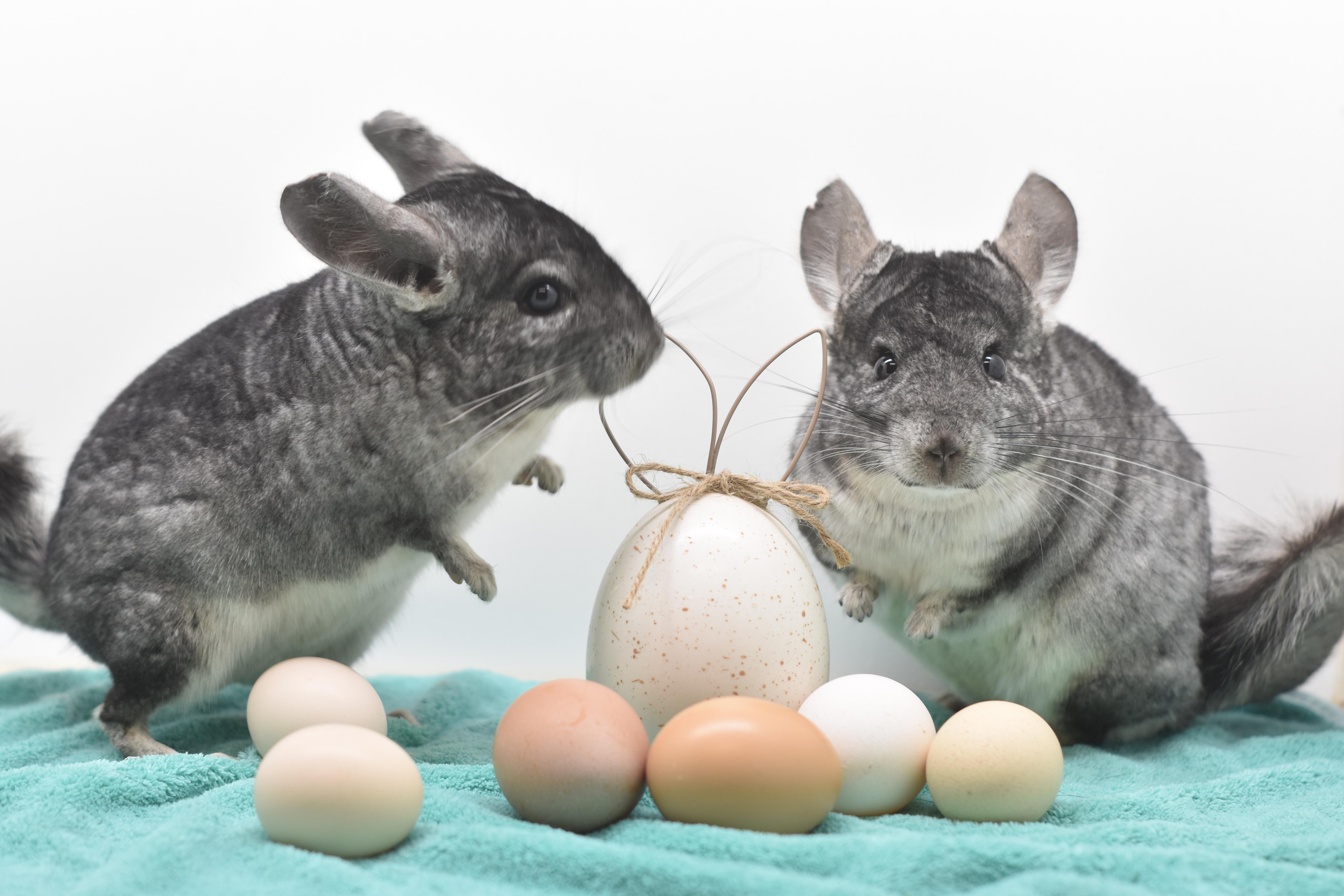 Slate & Smoke, adopted, Adult Male Chinchilla.