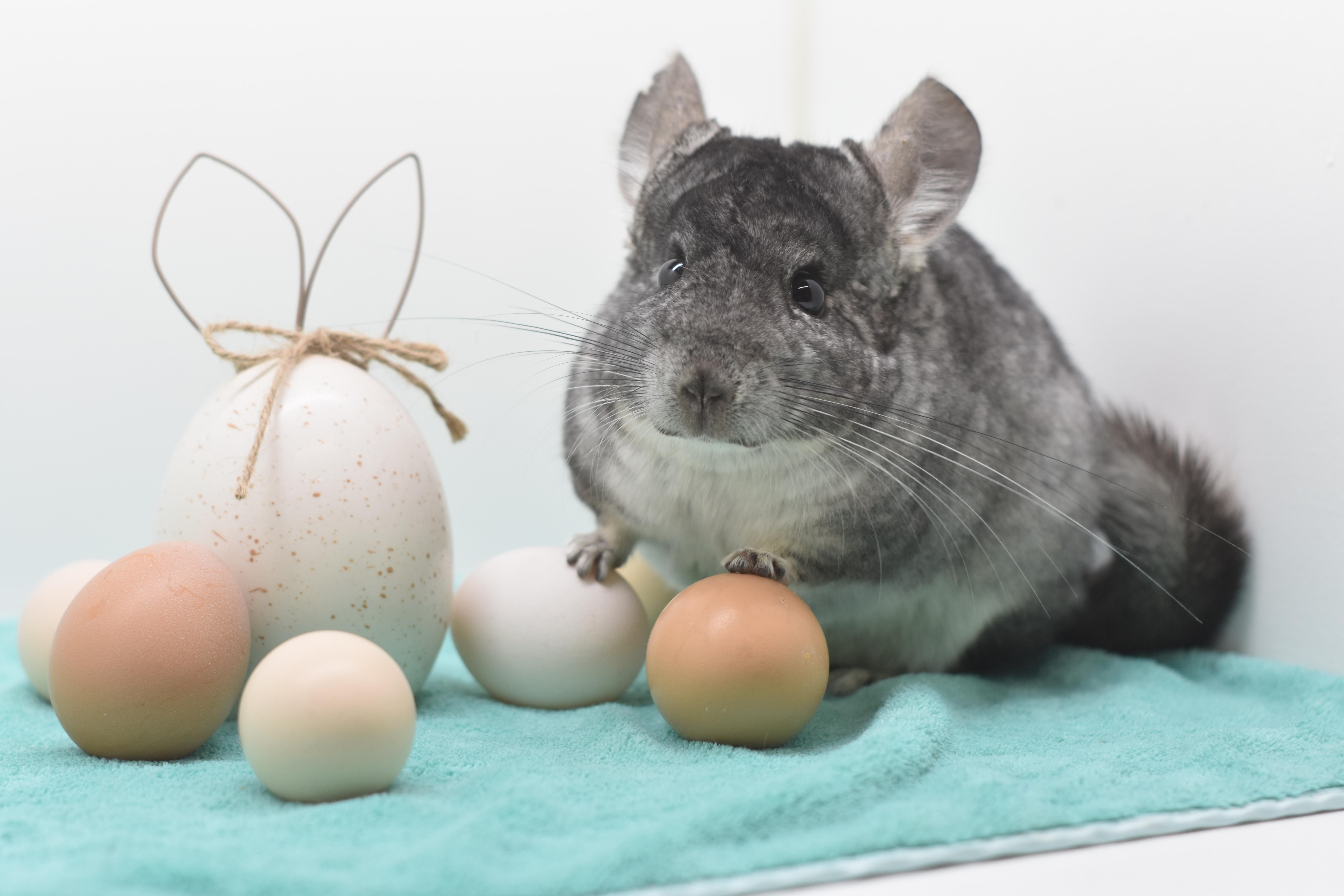 Enlarge Slate & Smoke, an adopted Chinchilla in Wolcott, IN image 4/5