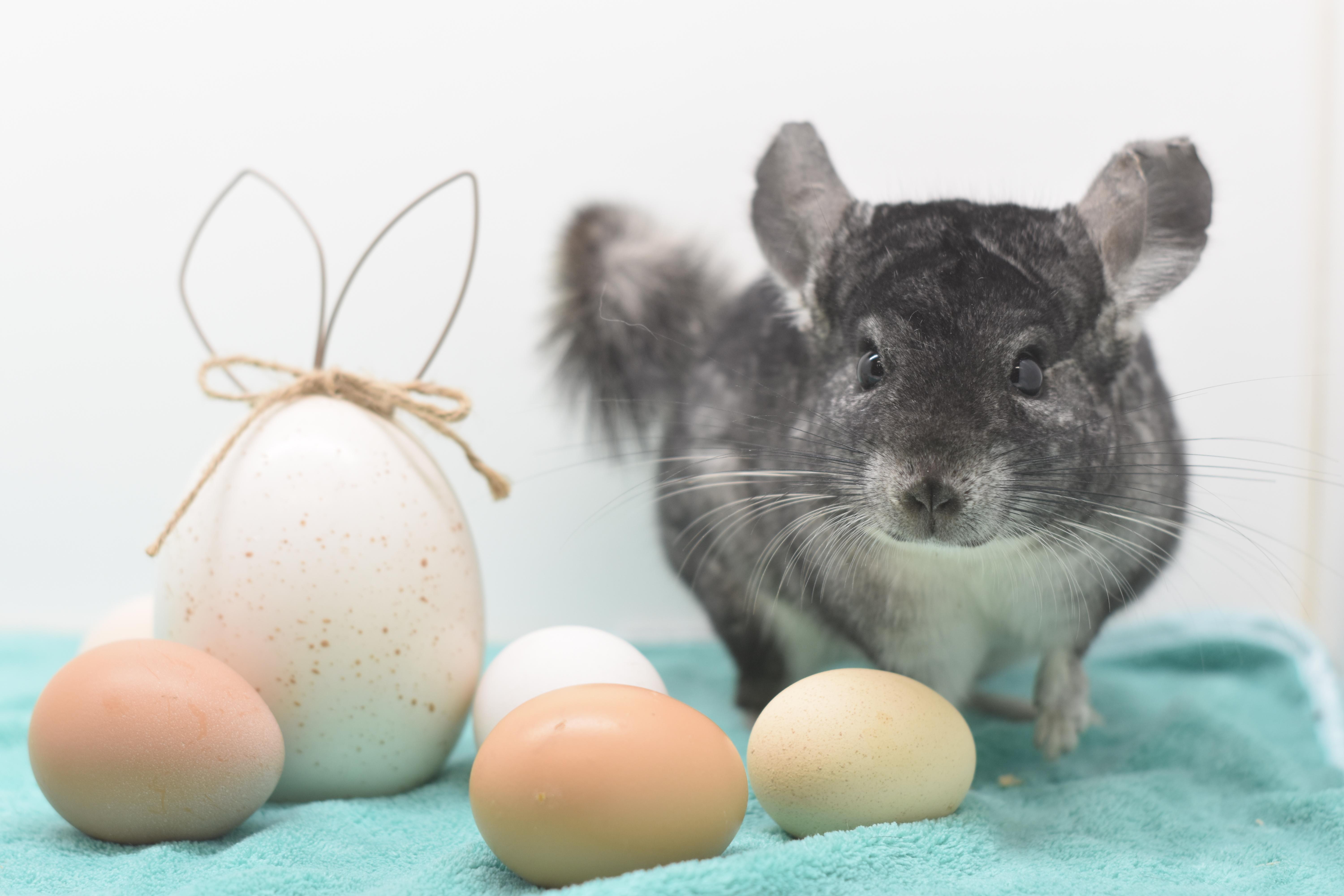 Enlarge Slate & Smoke, an adopted Chinchilla in Wolcott, IN image 2/5