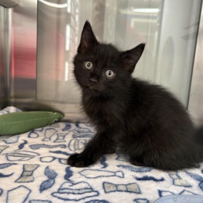 Bay, Adoptable, Kitten Male Domestic Short Hair.