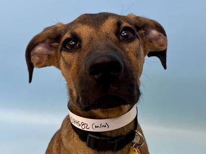 Moss, Adoptable, Puppy Male Hound & Mixed Breed.
