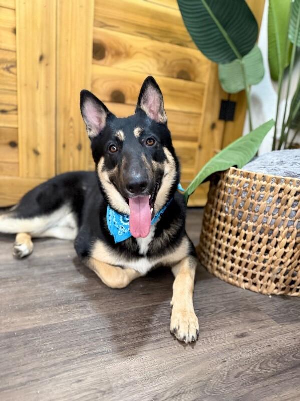 Charlie Loyal Love — thumbnail 2