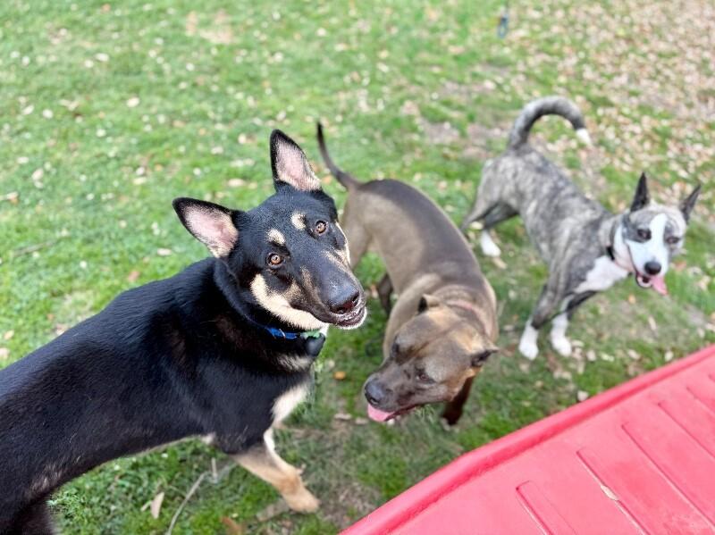 Charlie Loyal Love — thumbnail 4