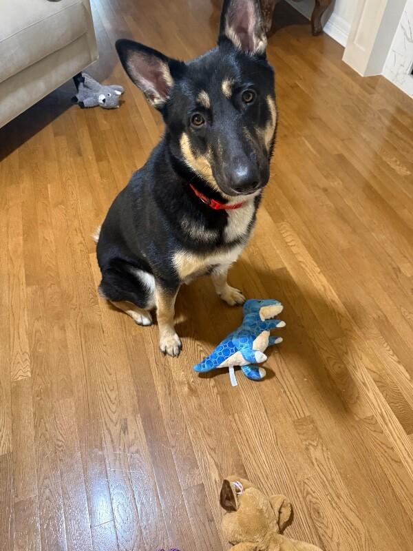 Charlie Loyal Love — thumbnail 5