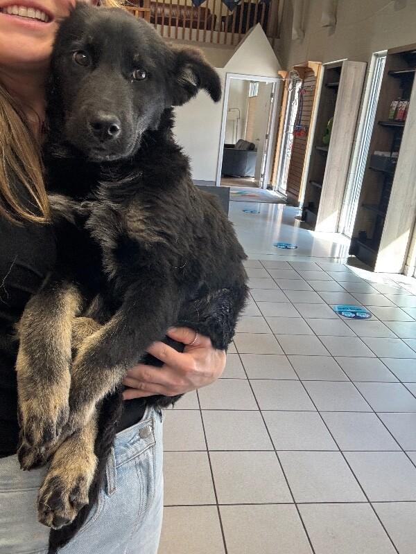 Enlarge Tiara, a Adoptable Mixed Breed in Exshaw, AB image 1/1