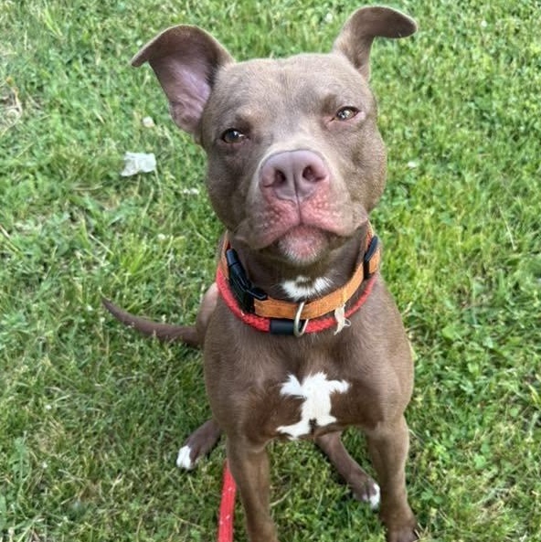 Mahogany, ADOPTABLE, Young Male Terrier.