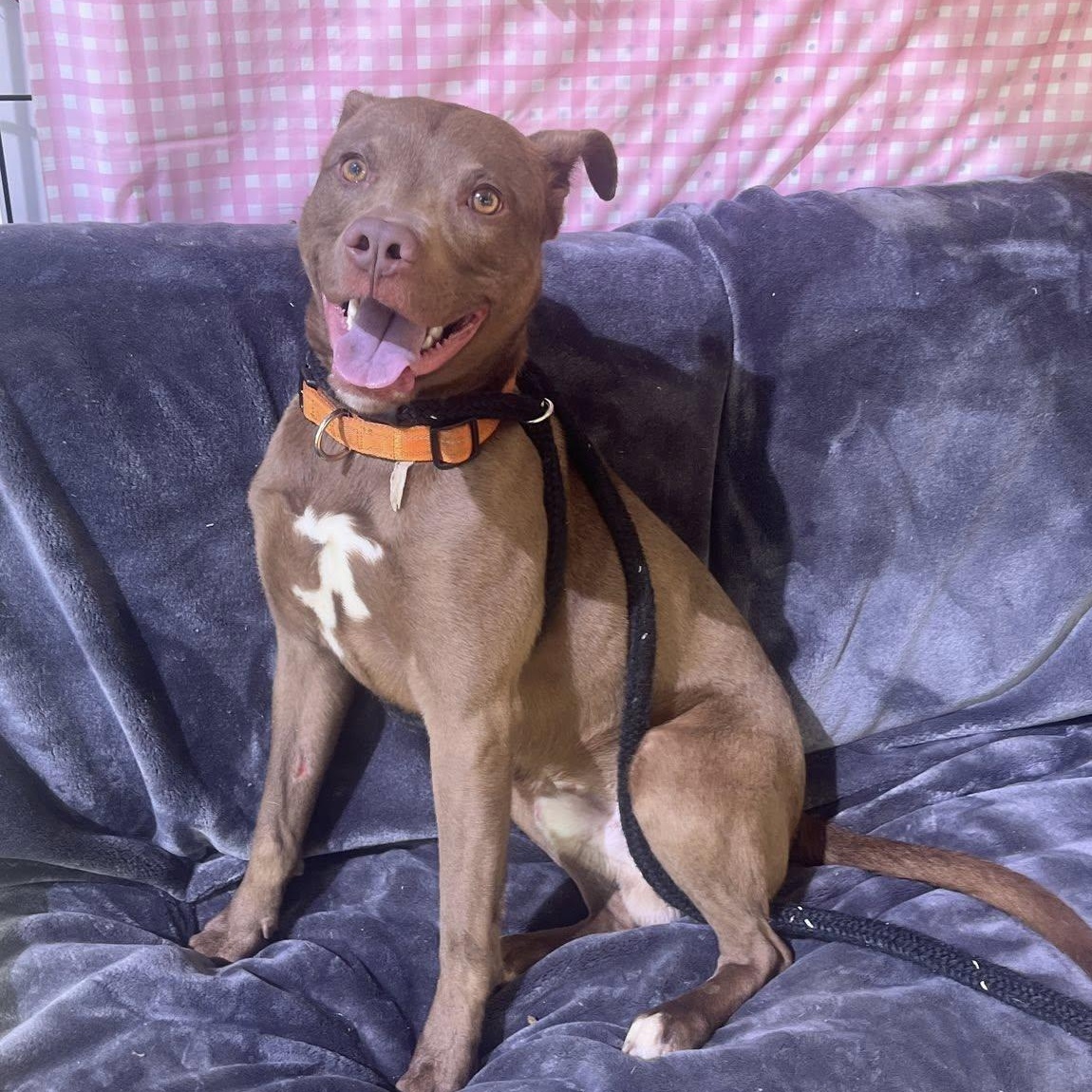 Mahogany, ADOPTABLE, Young Male Terrier.