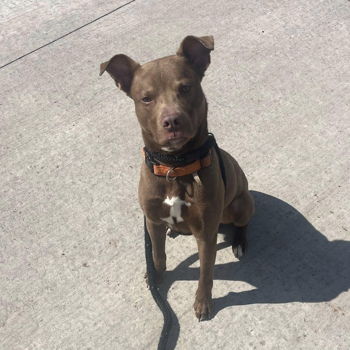 Enlarge Mahogany, a ADOPTABLE Terrier in North Syracuse, NY image 2/2