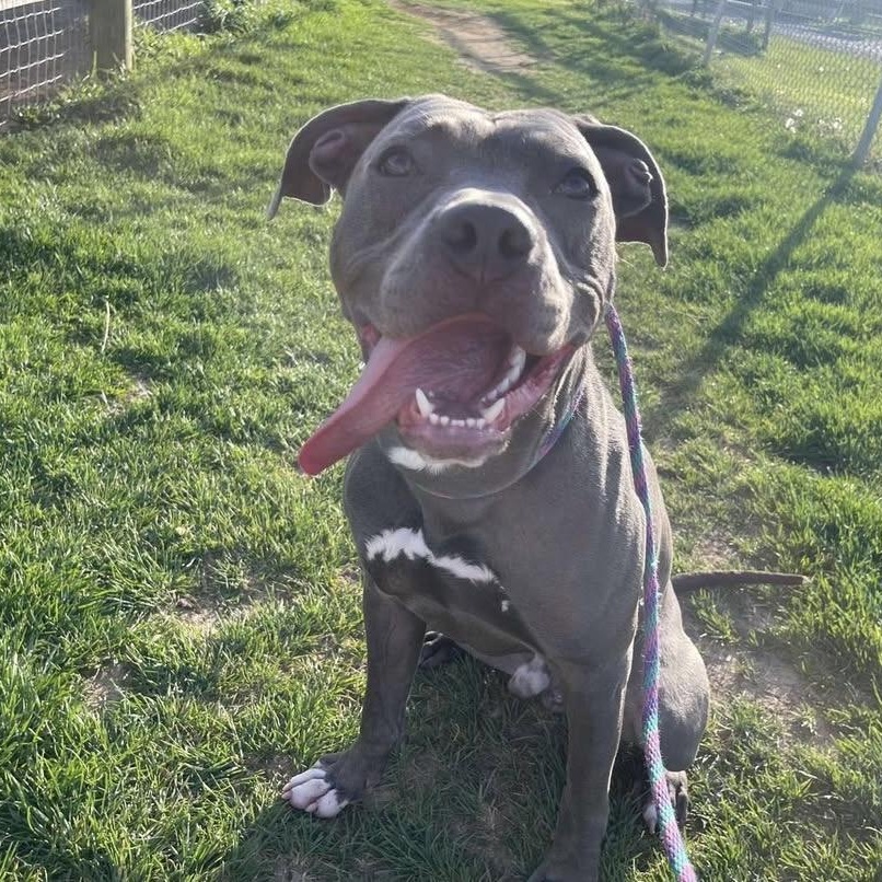 Navy, Adoptable, Adult Male Pit Bull Terrier.