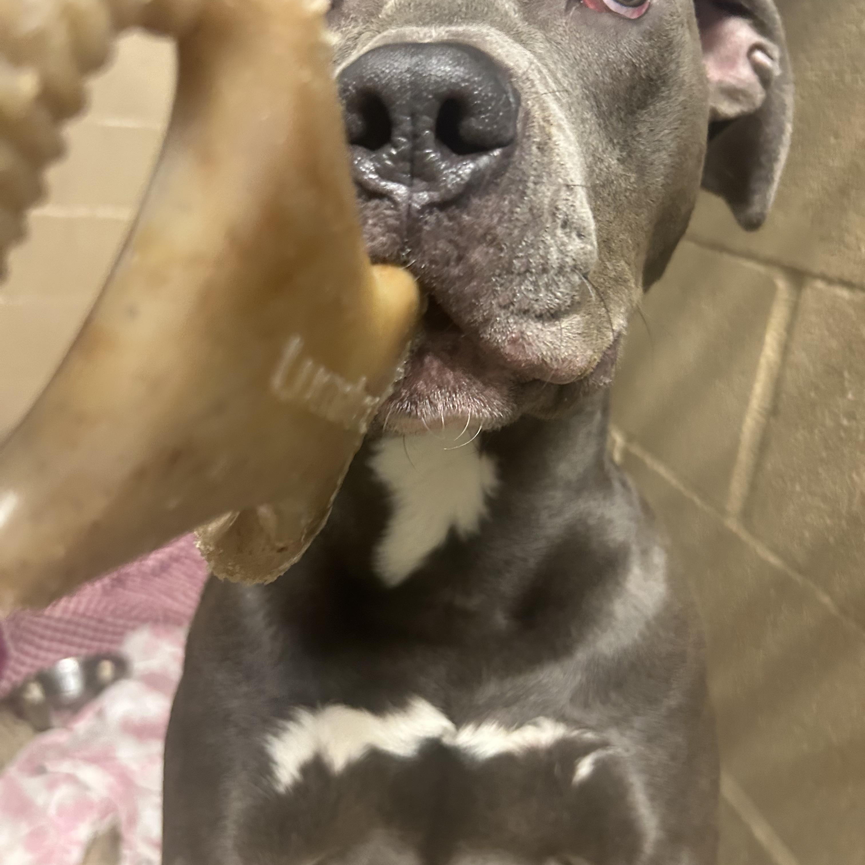 Enlarge Navy, a Adoptable Pit Bull Terrier in Mechanicsburg, PA image 3/5