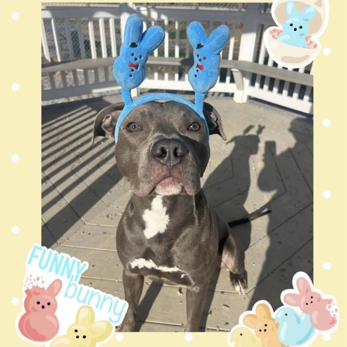 Navy, a Adoptable Pit Bull Terrier in Mechanicsburg, PA image 6/6