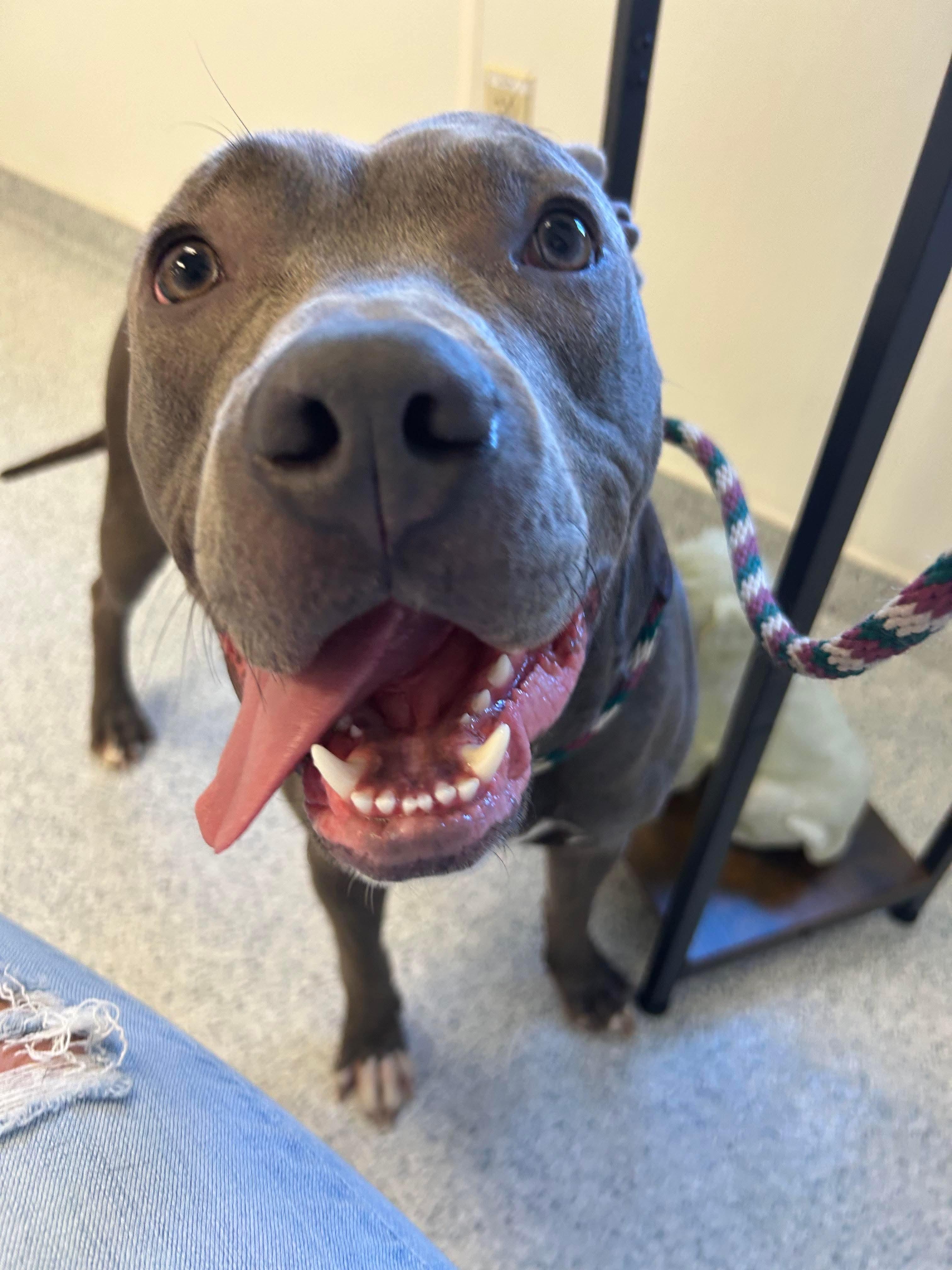 Enlarge Navy, a Adoptable Pit Bull Terrier in Mechanicsburg, PA image 4/5