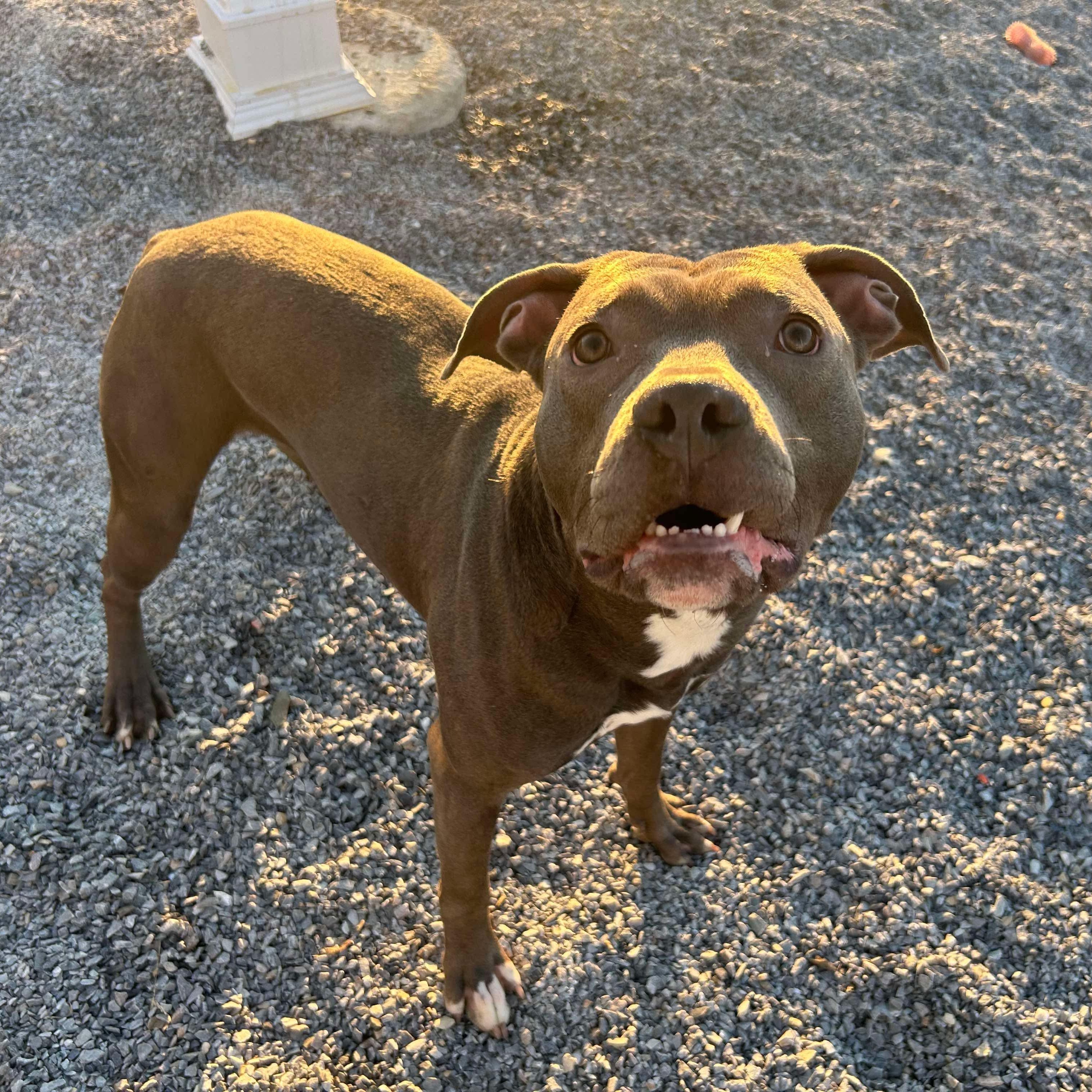 Enlarge Navy, a Adoptable Pit Bull Terrier in Mechanicsburg, PA image 2/5