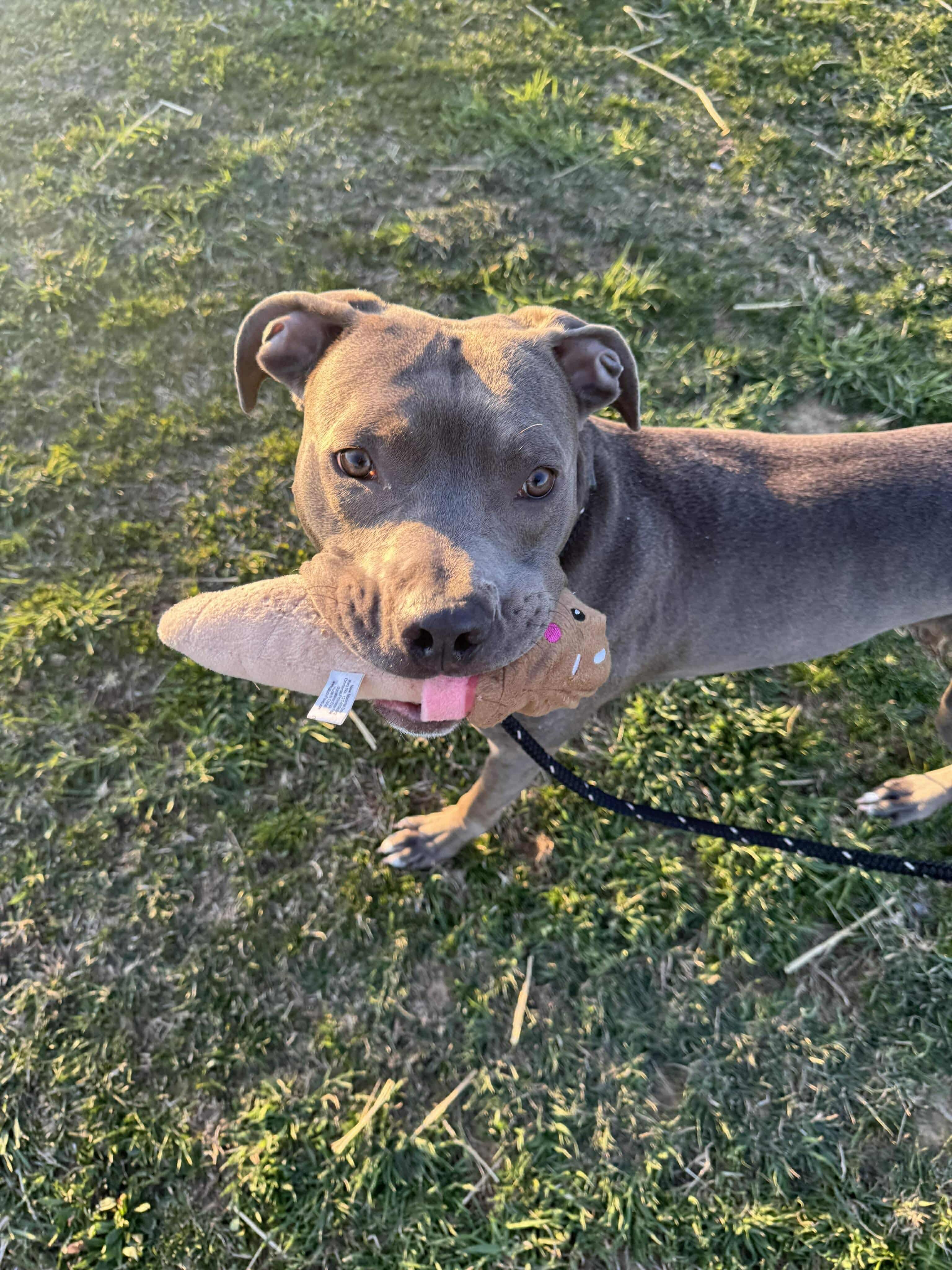 Enlarge Navy, a Adoptable Pit Bull Terrier in Mechanicsburg, PA image 5/5