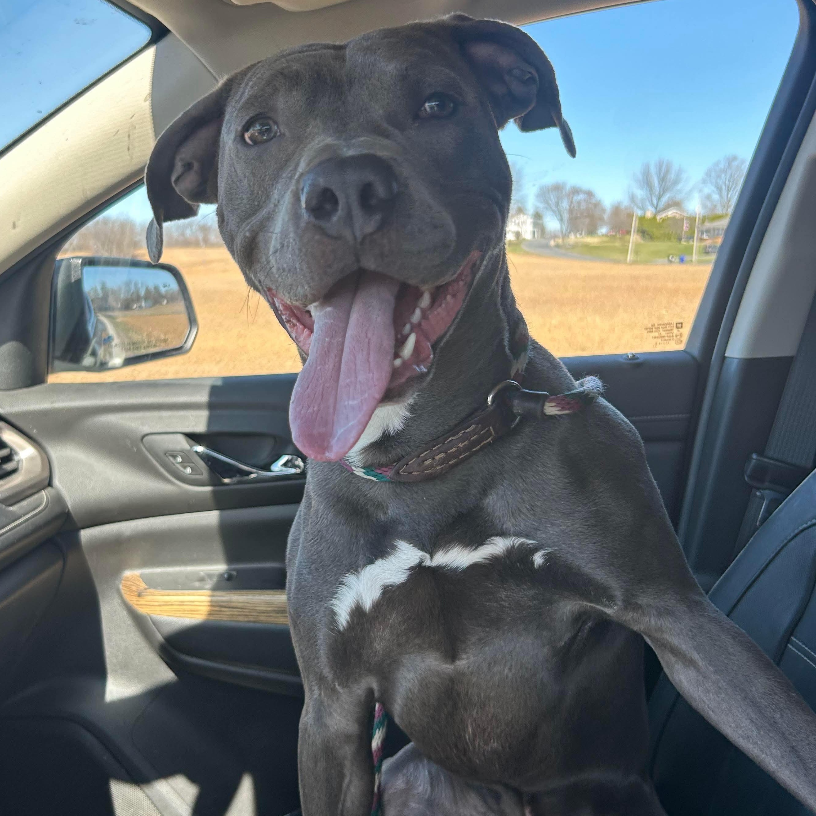 Navy, Adoptable, Adult Male Pit Bull Terrier.