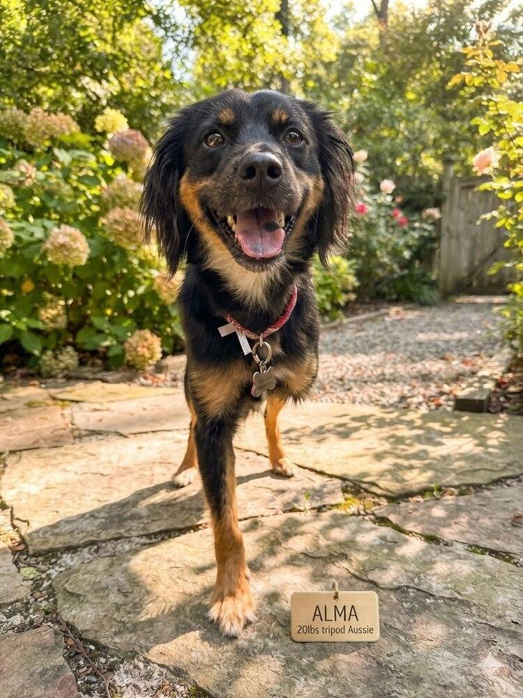 Alma, Adoptable, Young Female Australian Shepherd.