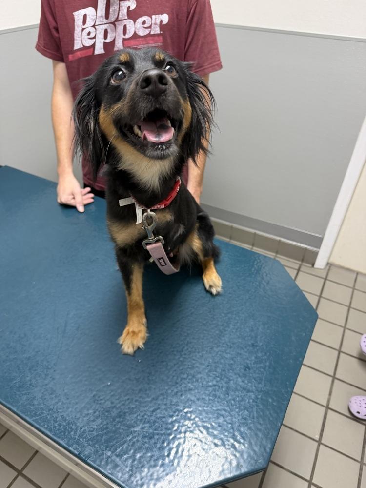 Enlarge Alma, a Adoptable Australian Shepherd in Orlando, FL image 2/6