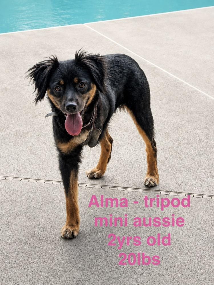 Alma, Adoptable, Senior Female Australian Shepherd.