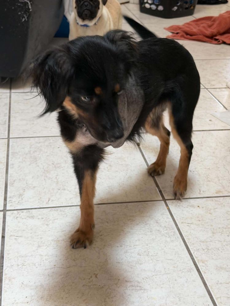 Enlarge Alma, a Adoptable Australian Shepherd in Orlando, FL image 4/6