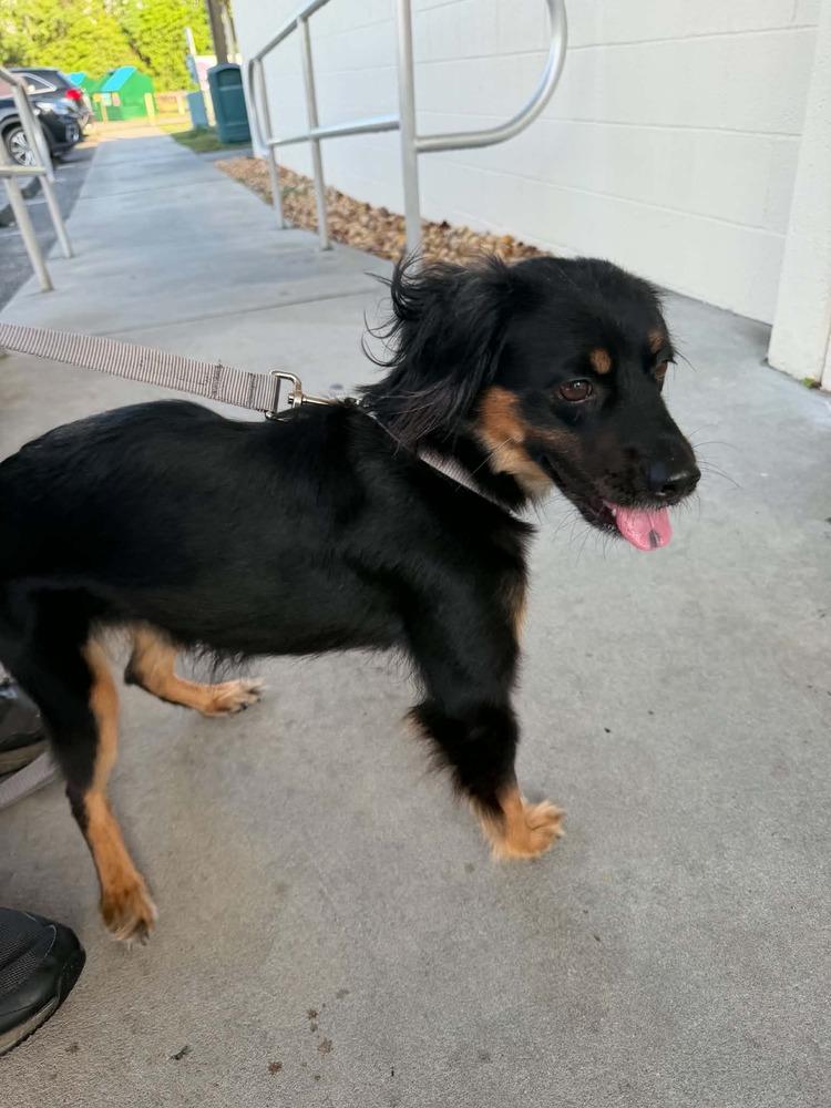 Enlarge Alma, a Adoptable Australian Shepherd in Orlando, FL image 5/6
