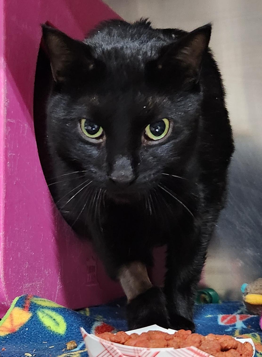 Paul Blart, Adoptable, Senior Male Domestic Short Hair.