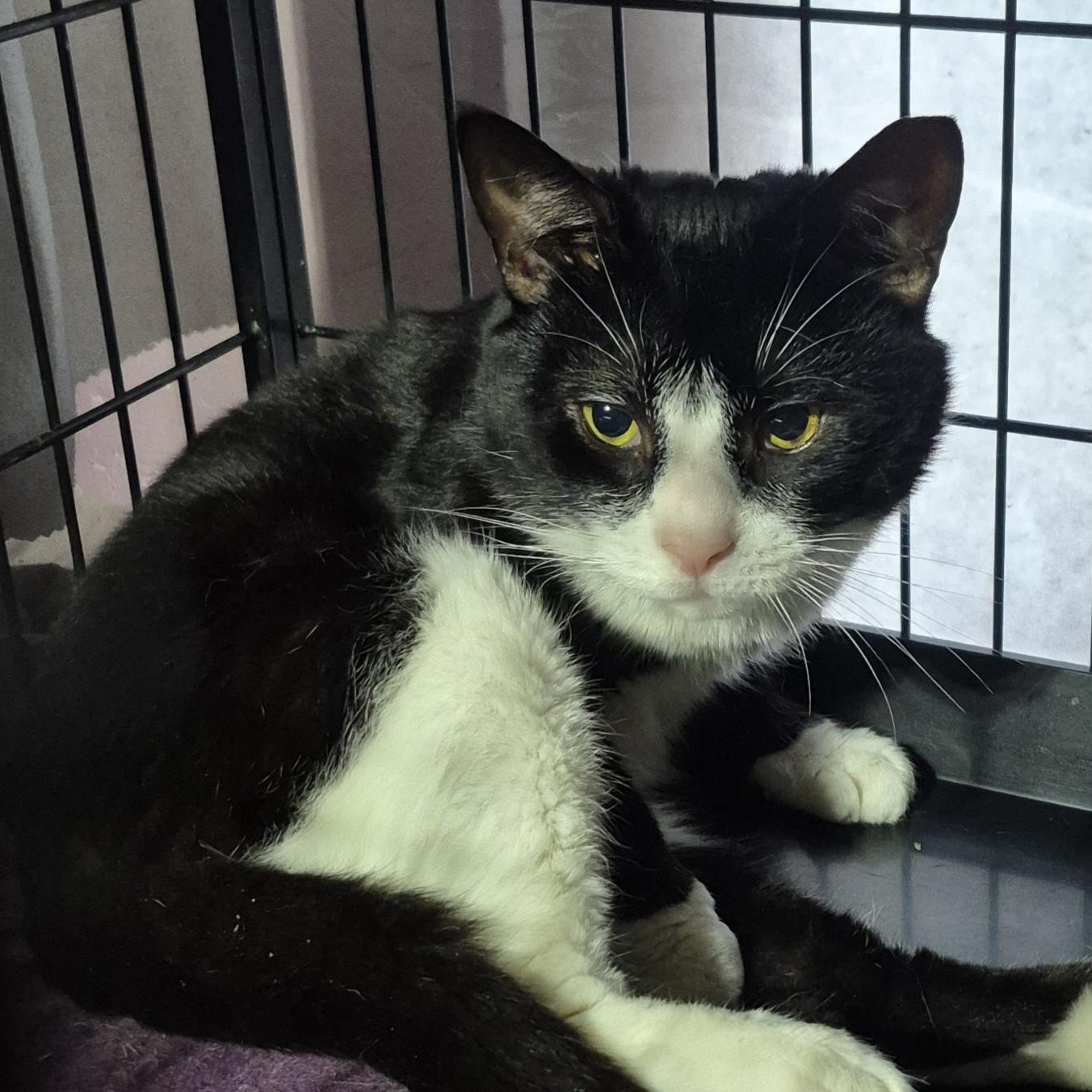 Big boy, ADOPTABLE, Young Male Tuxedo.