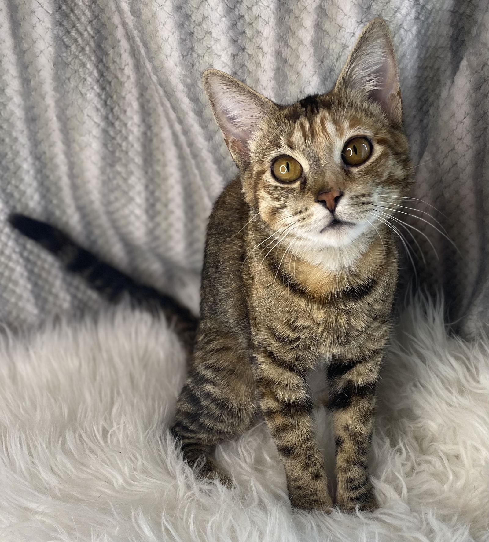 Enlarge Victoria - SEE ME @ PETCO!, a Adoptable mixed breed in Cookeville, TN image 2/3