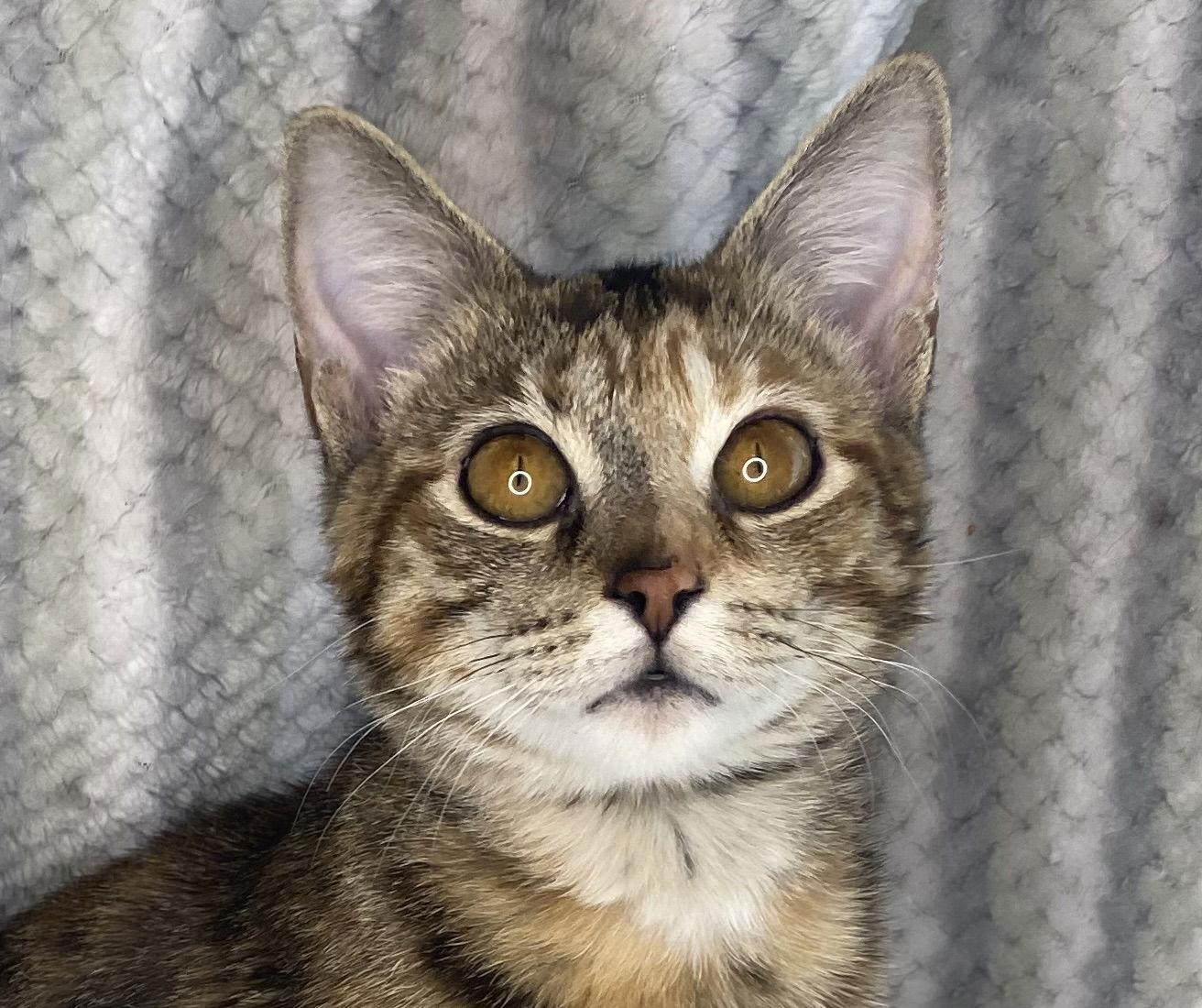 Enlarge Victoria - SEE ME @ PETCO!, a Adoptable mixed breed in Cookeville, TN image 3/3