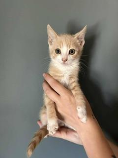 Tommy, Adoptable, Young Male Domestic Short Hair.