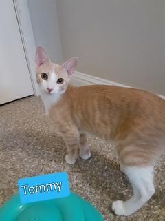 Enlarge Tommy, a Adoptable Domestic Short Hair in Parlier, CA image 2/3