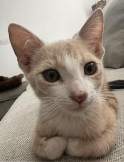 Enlarge Tommy, a Adoptable Domestic Short Hair in Parlier, CA image 3/3