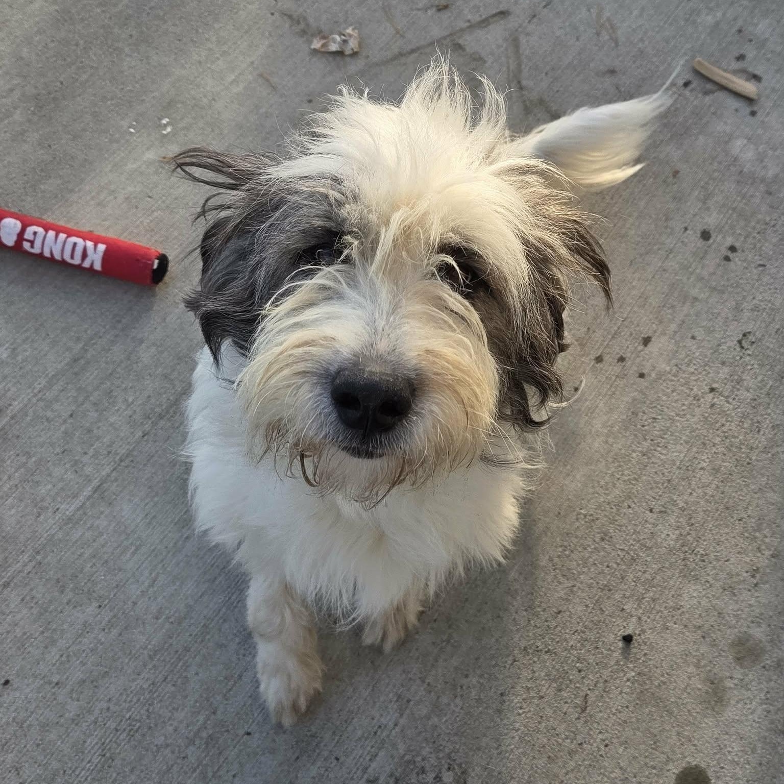 Enlarge Lola, a Adopted mixed breed in Lancaster, KY image 2/5