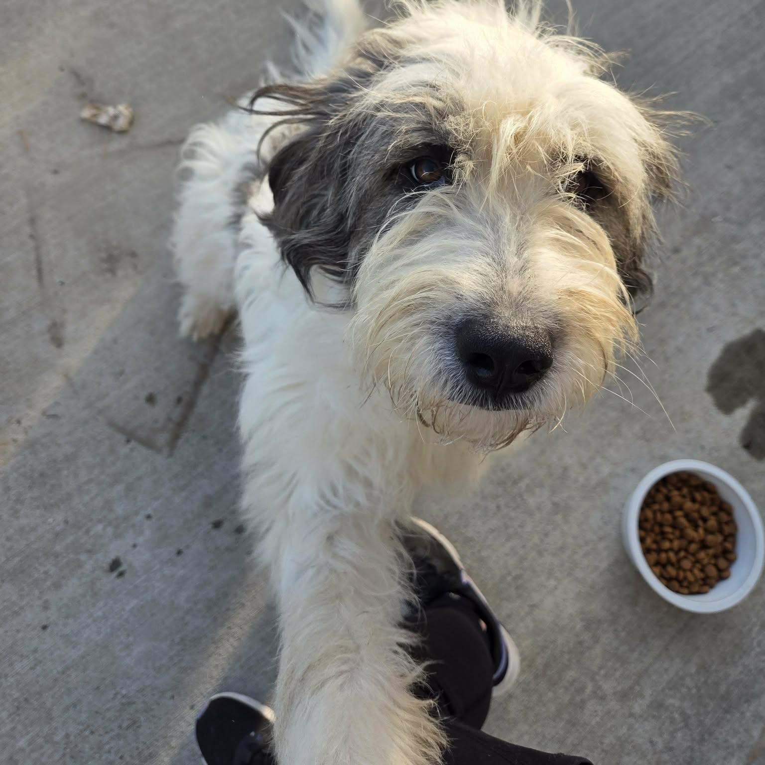 Enlarge Lola, a Adopted mixed breed in Lancaster, KY image 1/5