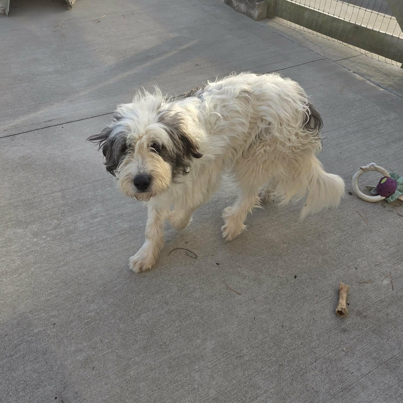 Enlarge Lola, a Adopted mixed breed in Lancaster, KY image 5/5