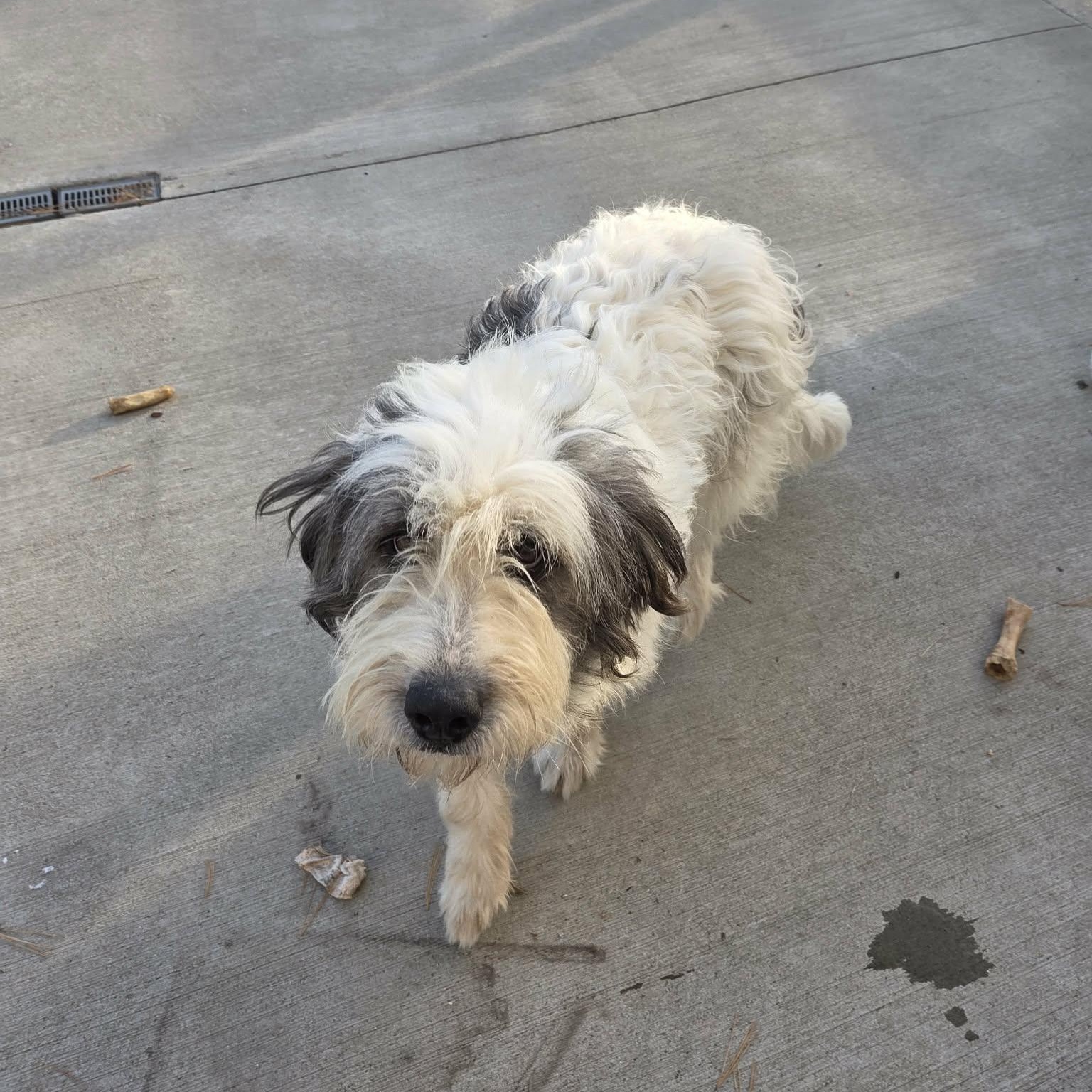 Enlarge Lola, a Adopted mixed breed in Lancaster, KY image 4/5