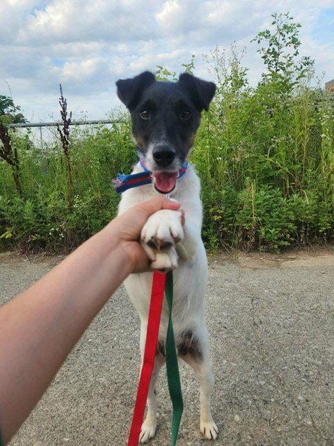 CHARLIE, Adoptable, Young Male Fox Terrier.