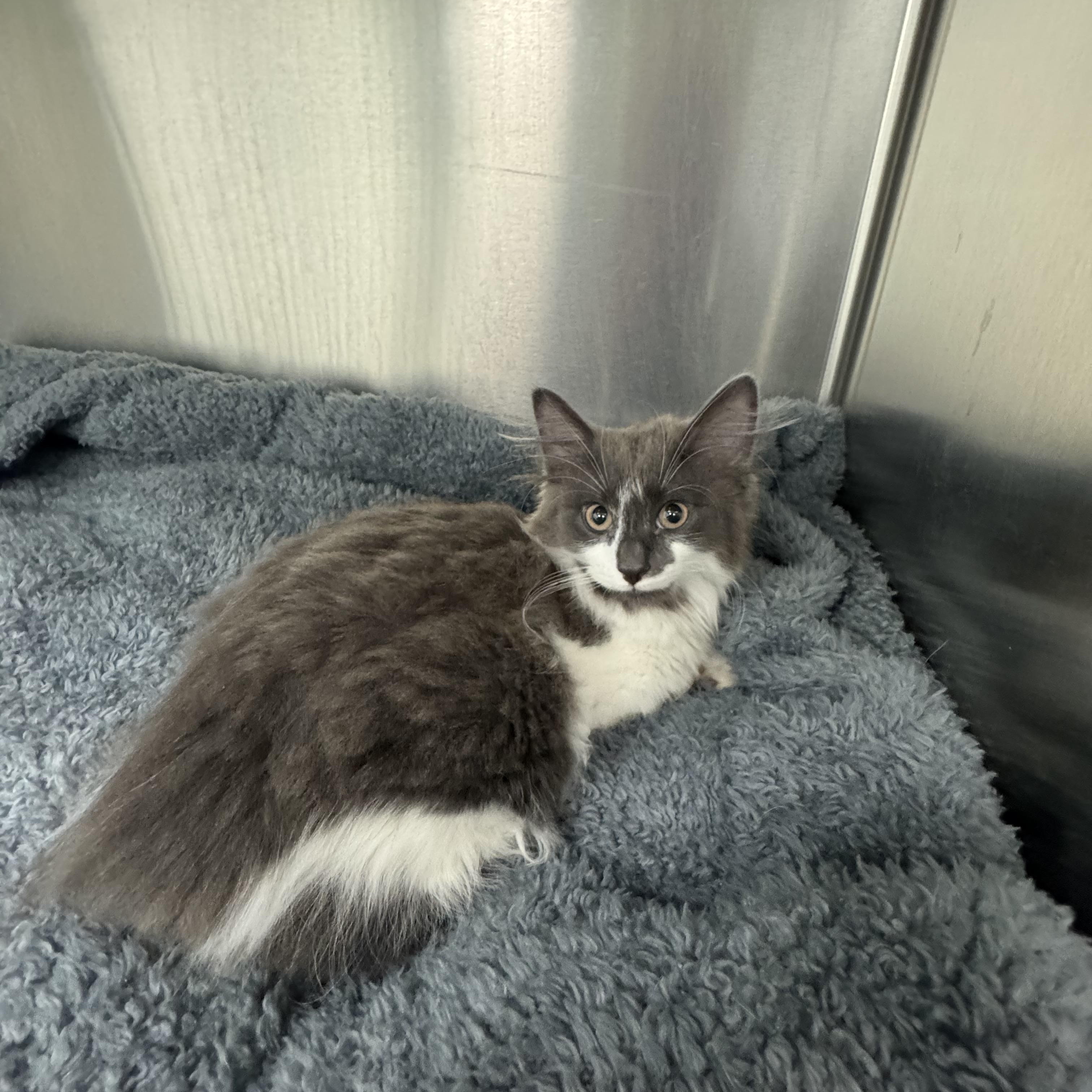 Enlarge Boba, a ADOPTABLE Domestic Long Hair in Crystal Lake, IL image 2/5