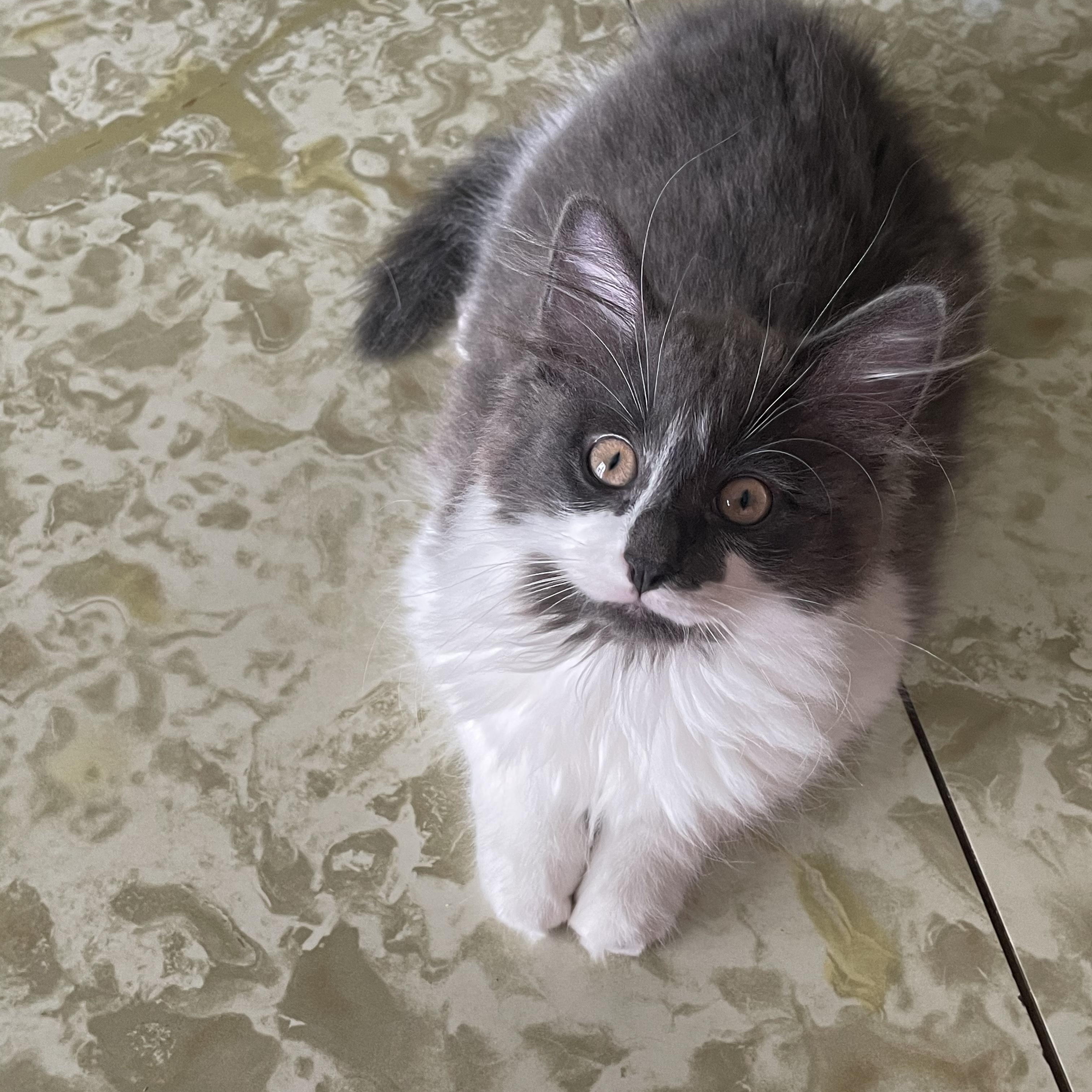 Enlarge Boba, a ADOPTABLE Domestic Long Hair in Crystal Lake, IL image 1/5