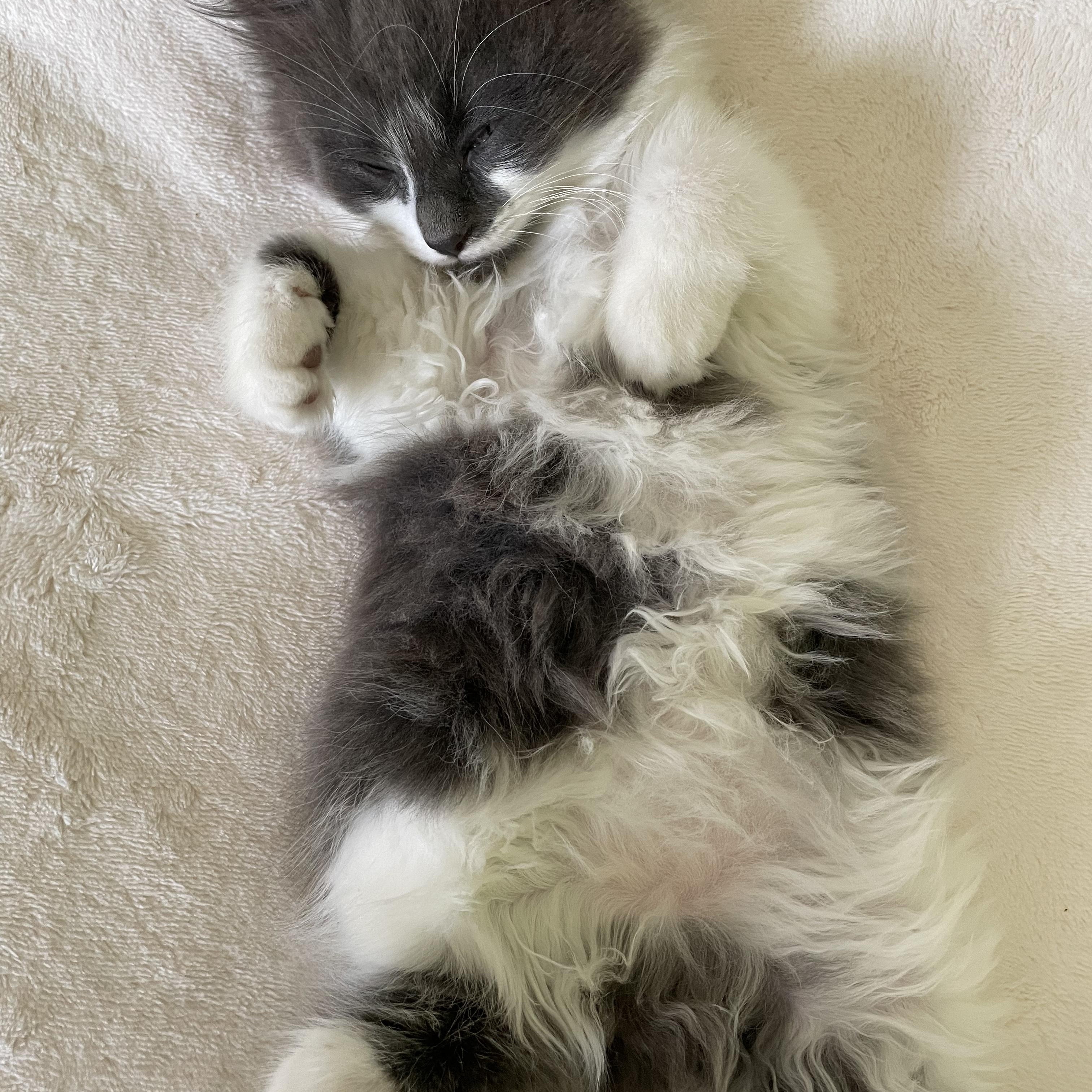 Enlarge Boba, a ADOPTABLE Domestic Long Hair in Crystal Lake, IL image 5/5