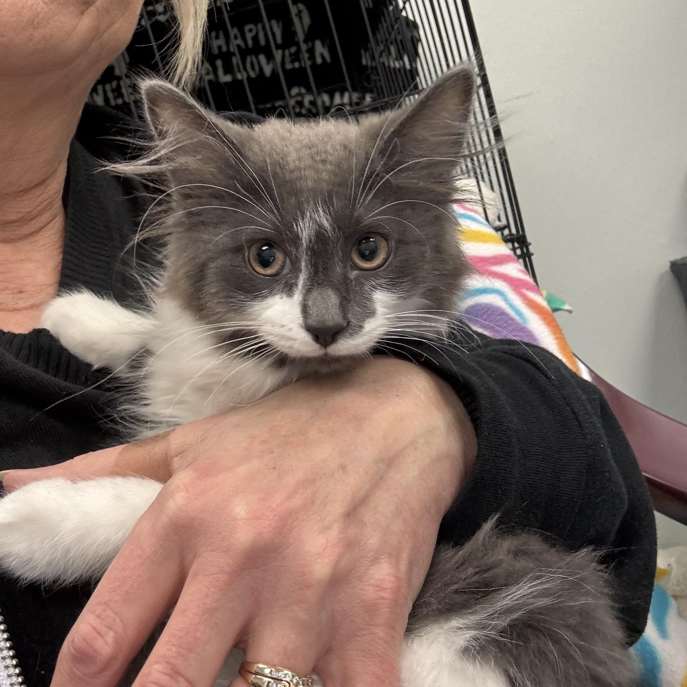 Enlarge Boba, a ADOPTABLE Domestic Long Hair in Crystal Lake, IL image 3/5