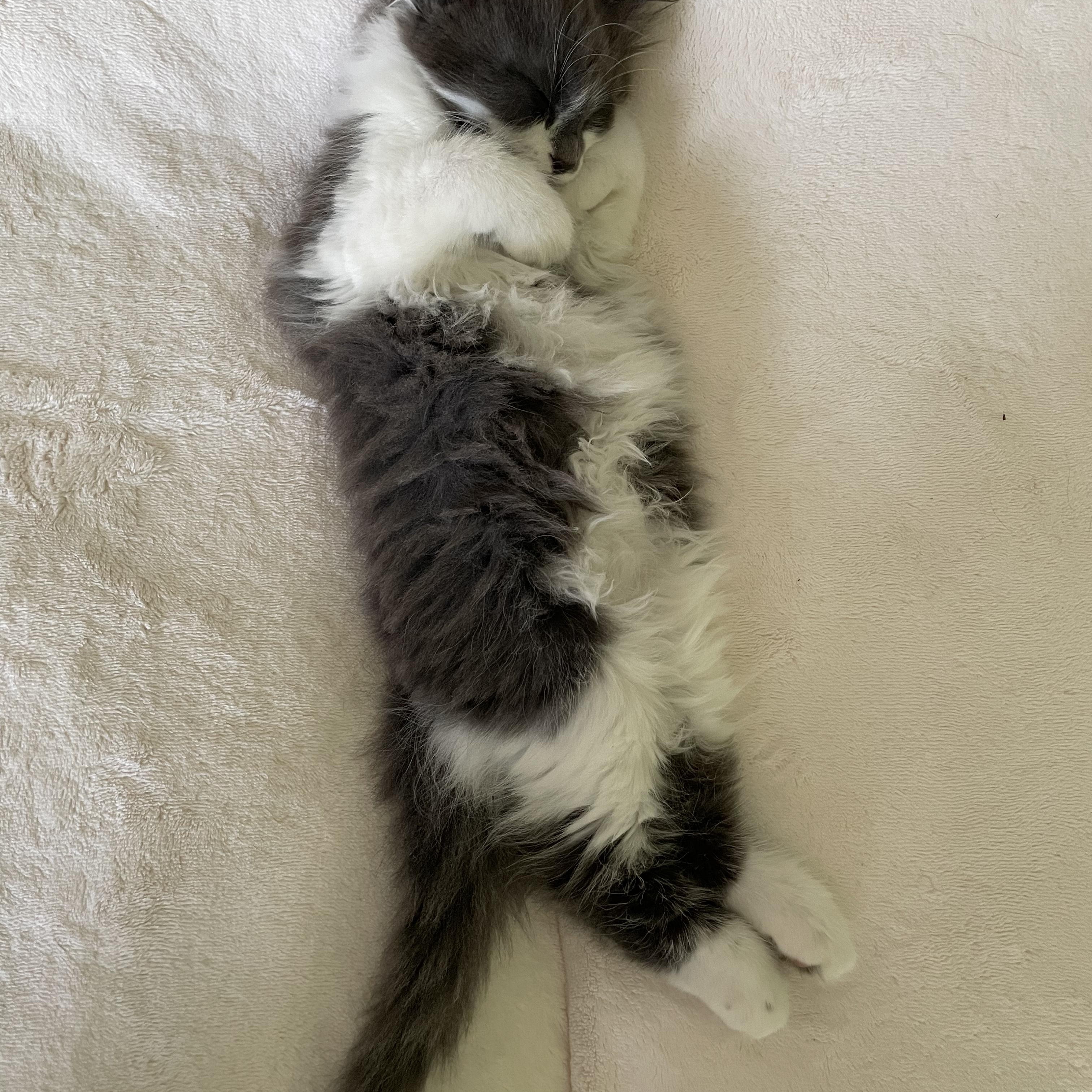 Enlarge Boba, a ADOPTABLE Domestic Long Hair in Crystal Lake, IL image 4/5