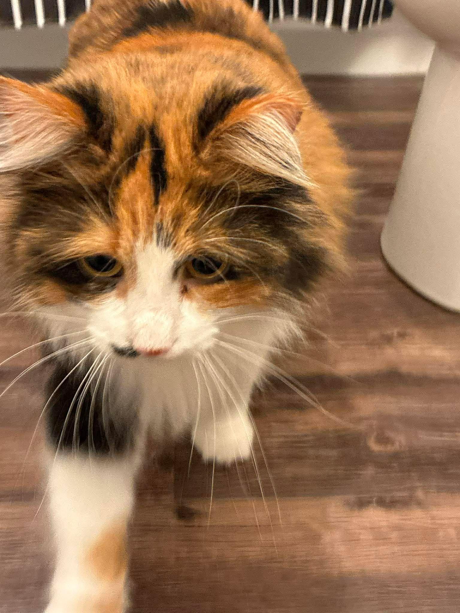 Enlarge Francesca, an adoptable mixed breed in West Lafayette, IN image 4/4